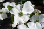 dogwood